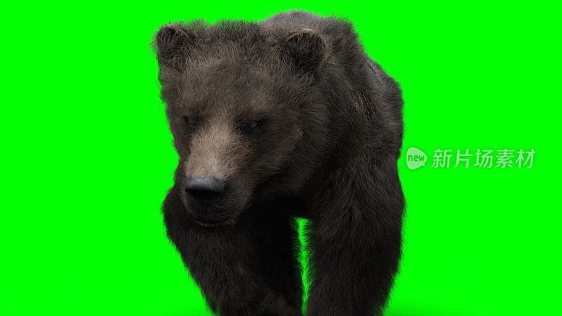 熊走。绿屏隔离。3 d渲染。
